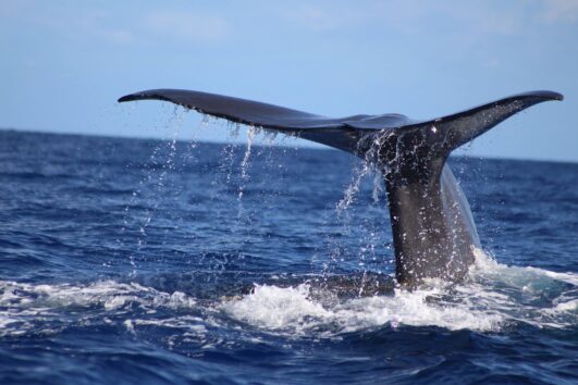 Baleine