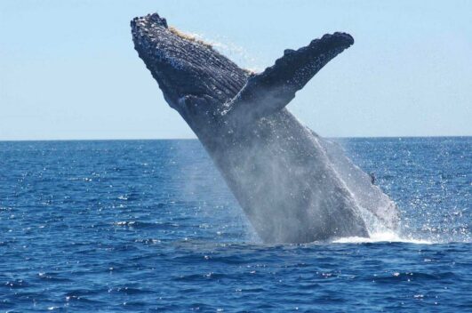 Baleine-a-bosse-1