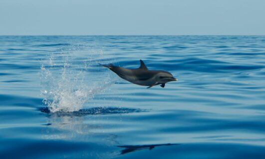 Baleine soleil excursions