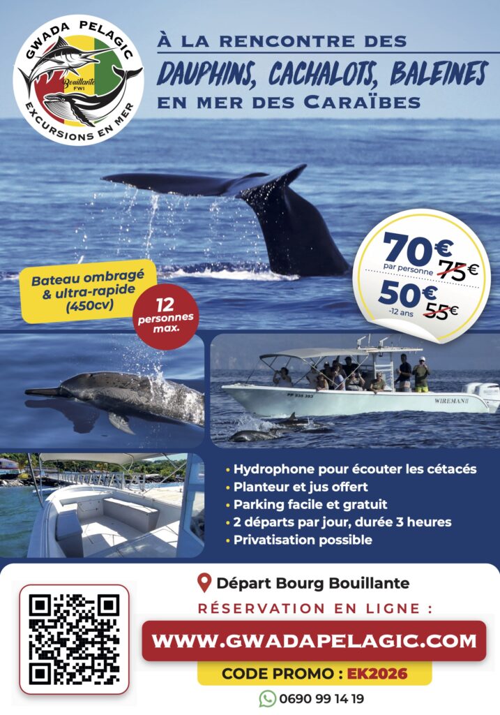Excursion en mer en Guadeloupe avec Gwada Pelagic : observation de dauphins, cachalots et baleines, bateau 12 places, départ Bourg Bouillante.