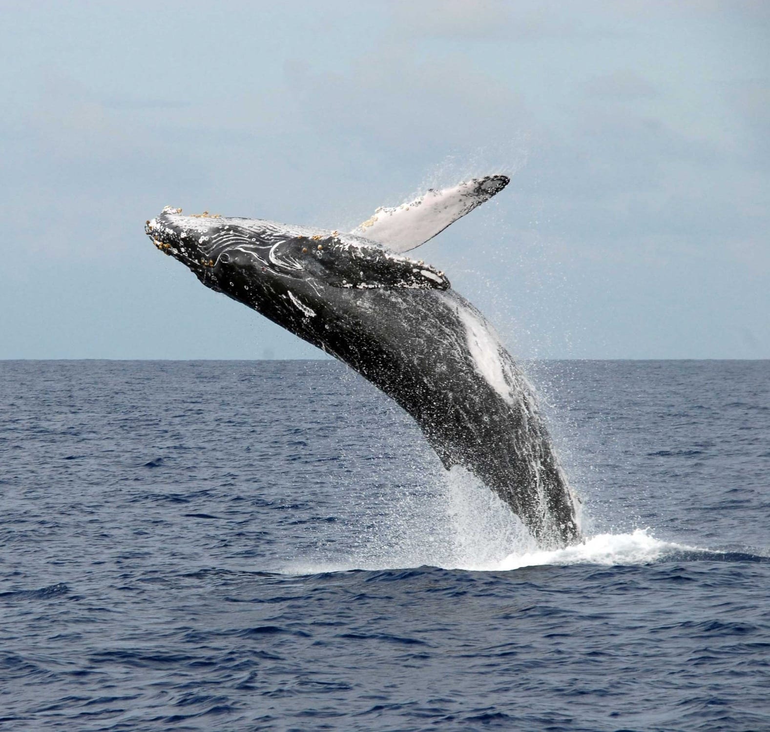 saut baleine côte sous-le-vent