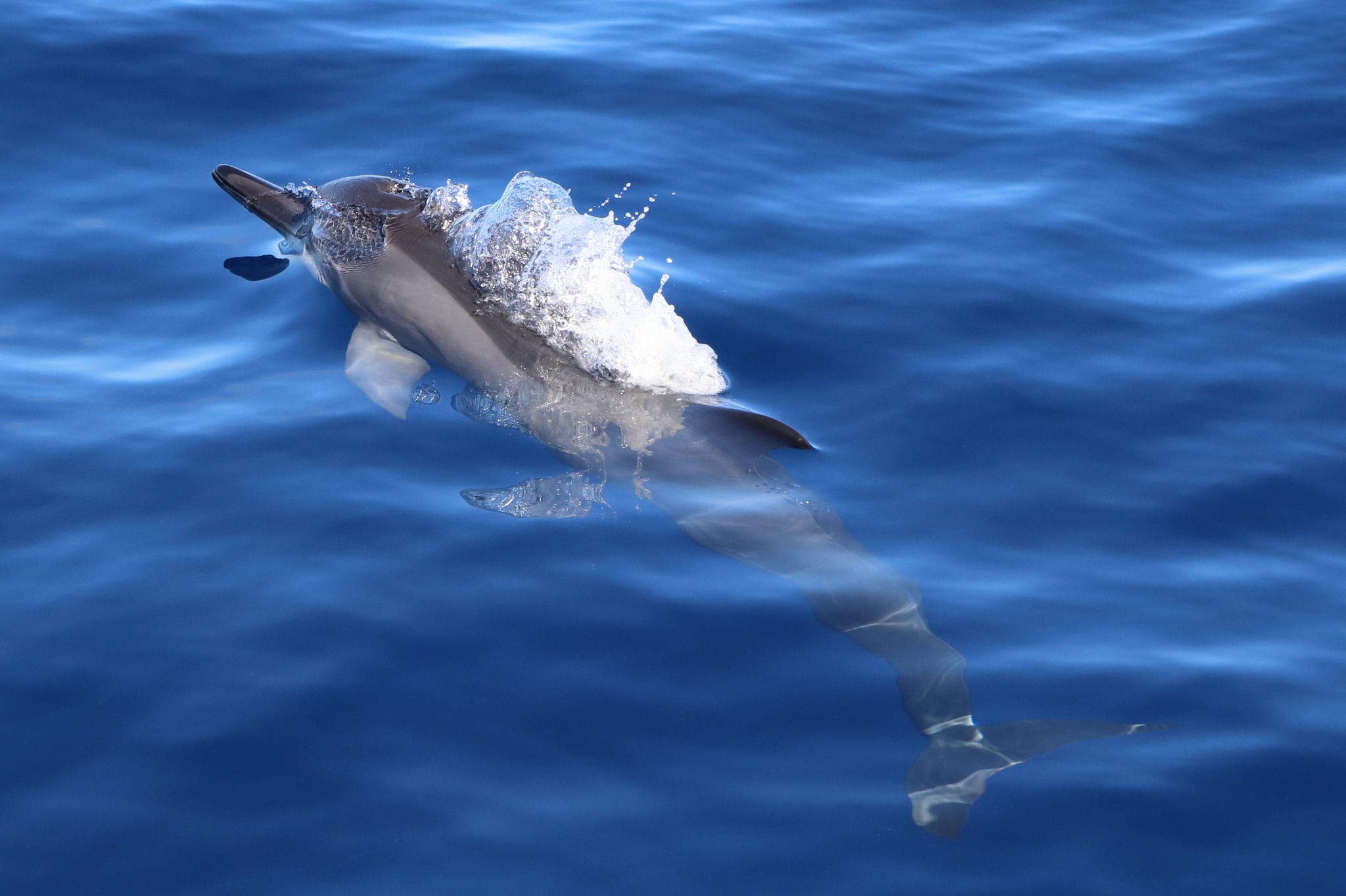 dauphin en guadeloupe