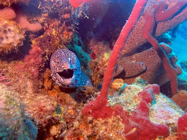 Une murène avec Bleu Passion Guadeloupe
