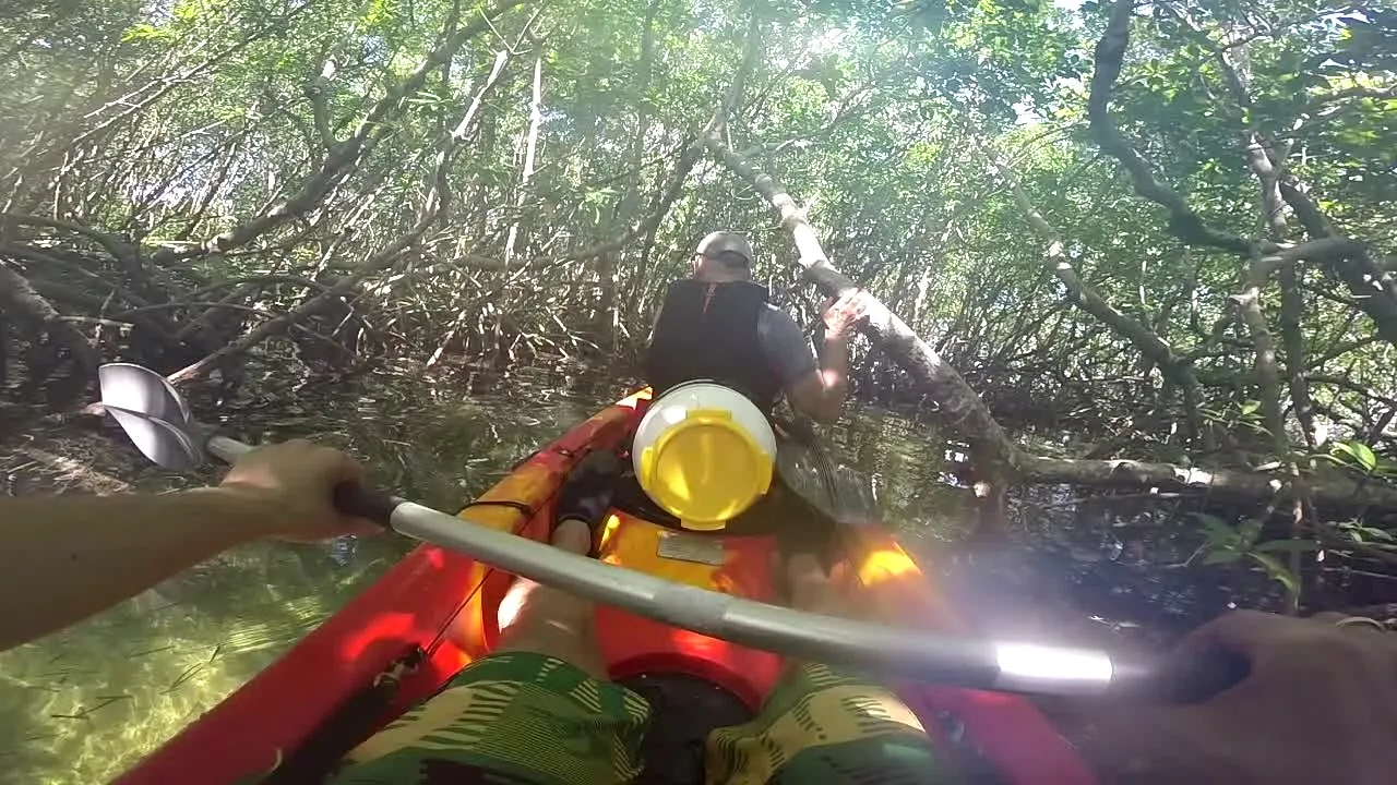 Un kayak double place dans la mangrove