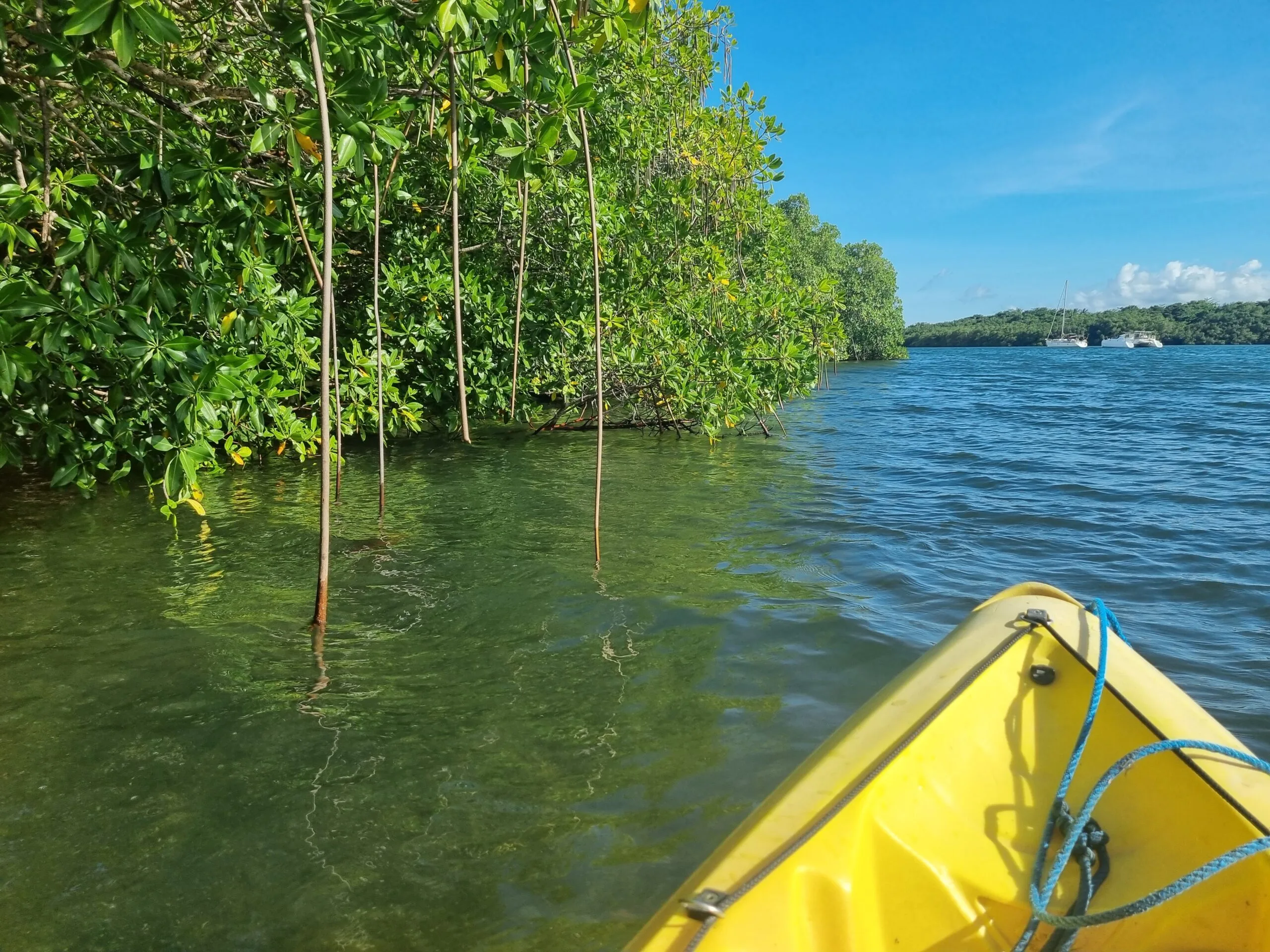 Vue depuis un kayak explorant la mangrove près du port de Sainte-Rose dans le Grand Cul-de-Sac Marin